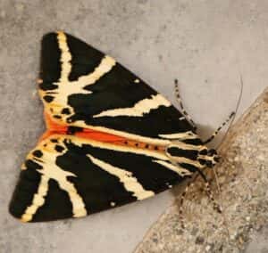 Moth Mornings and Bug Hunts