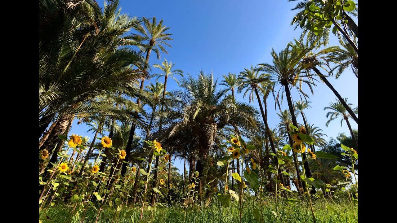 Cuadrilla Murciana - Las Noches del Palmeral