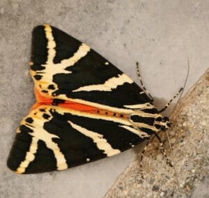 Moth Mornings and Bug Hunts