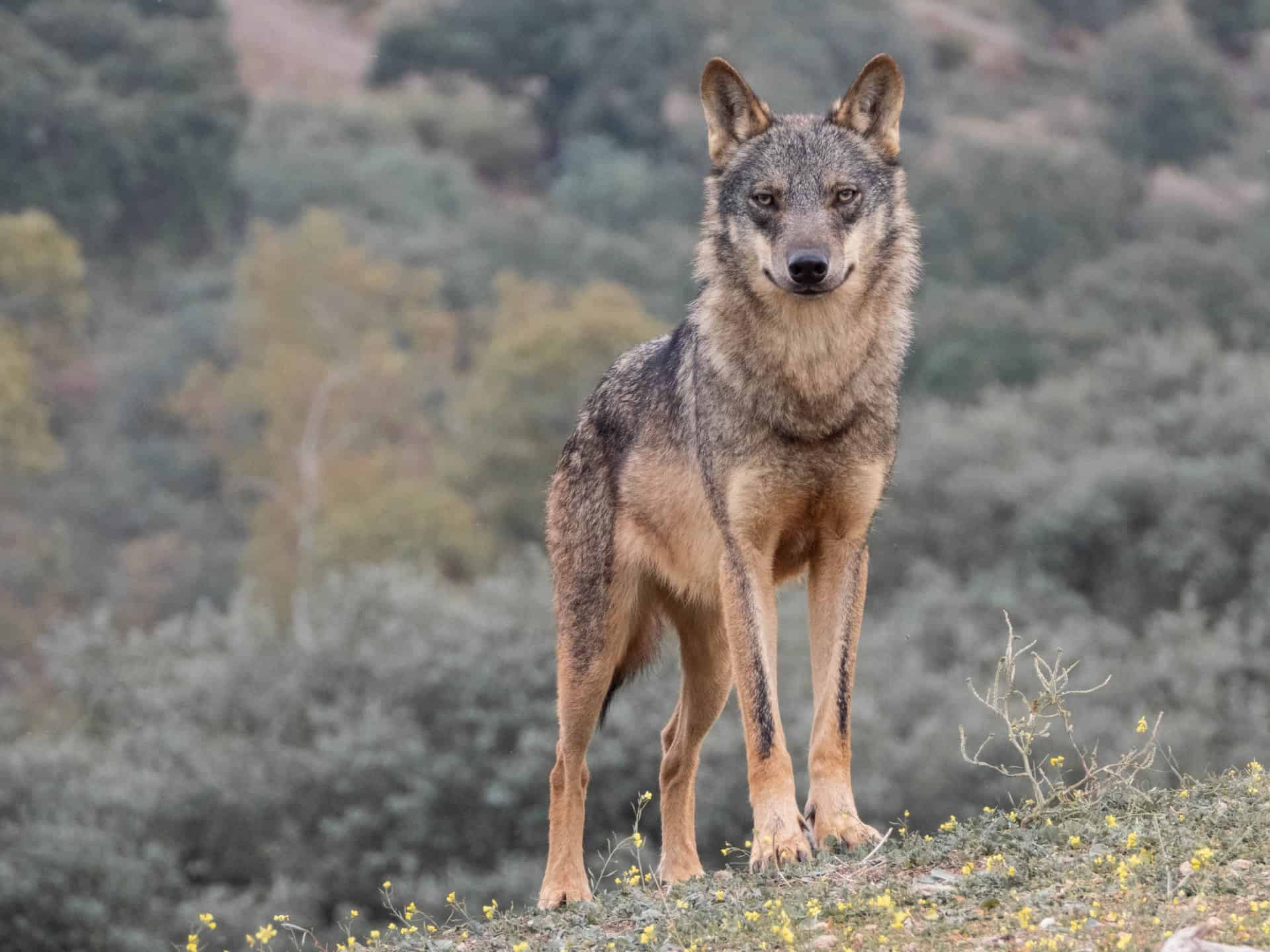 Conferencia sobre el lobo