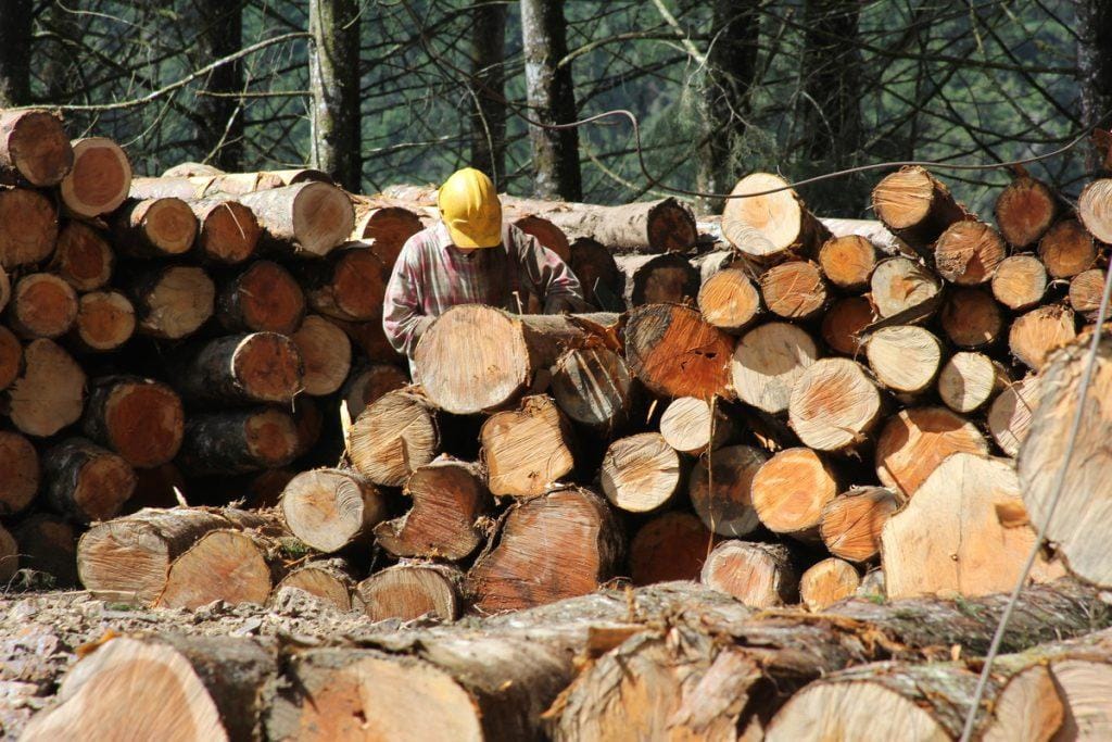 Exposición «ForestED-Do bosque á edificación»