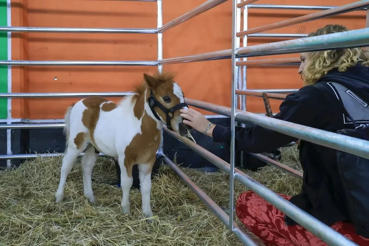 Feria de San Antonio de Gijón 2026