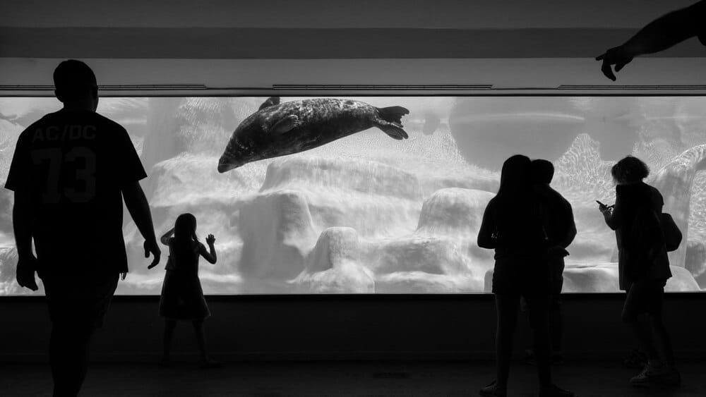 Exposición fotográfica Unha ollada LGTBI+ ao mundo animal