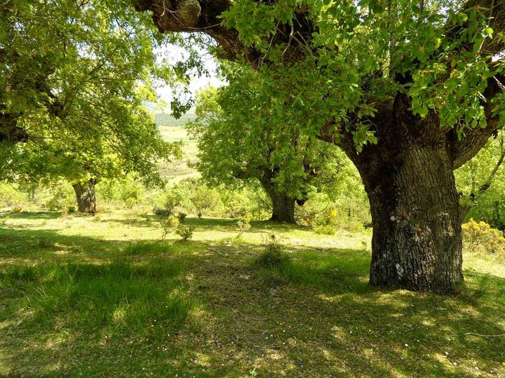Itinerario ambiental: "Villímar – Cotar"