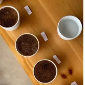 Cata de café
