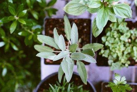 Visita guiada - Conocer plantas medicinales - Museo de Educación Ambiental