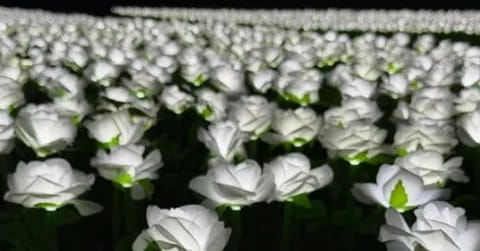 Jardín infinito