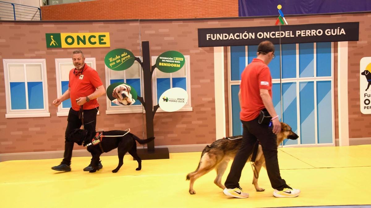 ¿Cómo comportarse ante un perro guía?