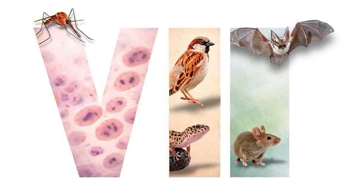 VII International Congress on Malaria, Wildlife & Other Blood Parasites