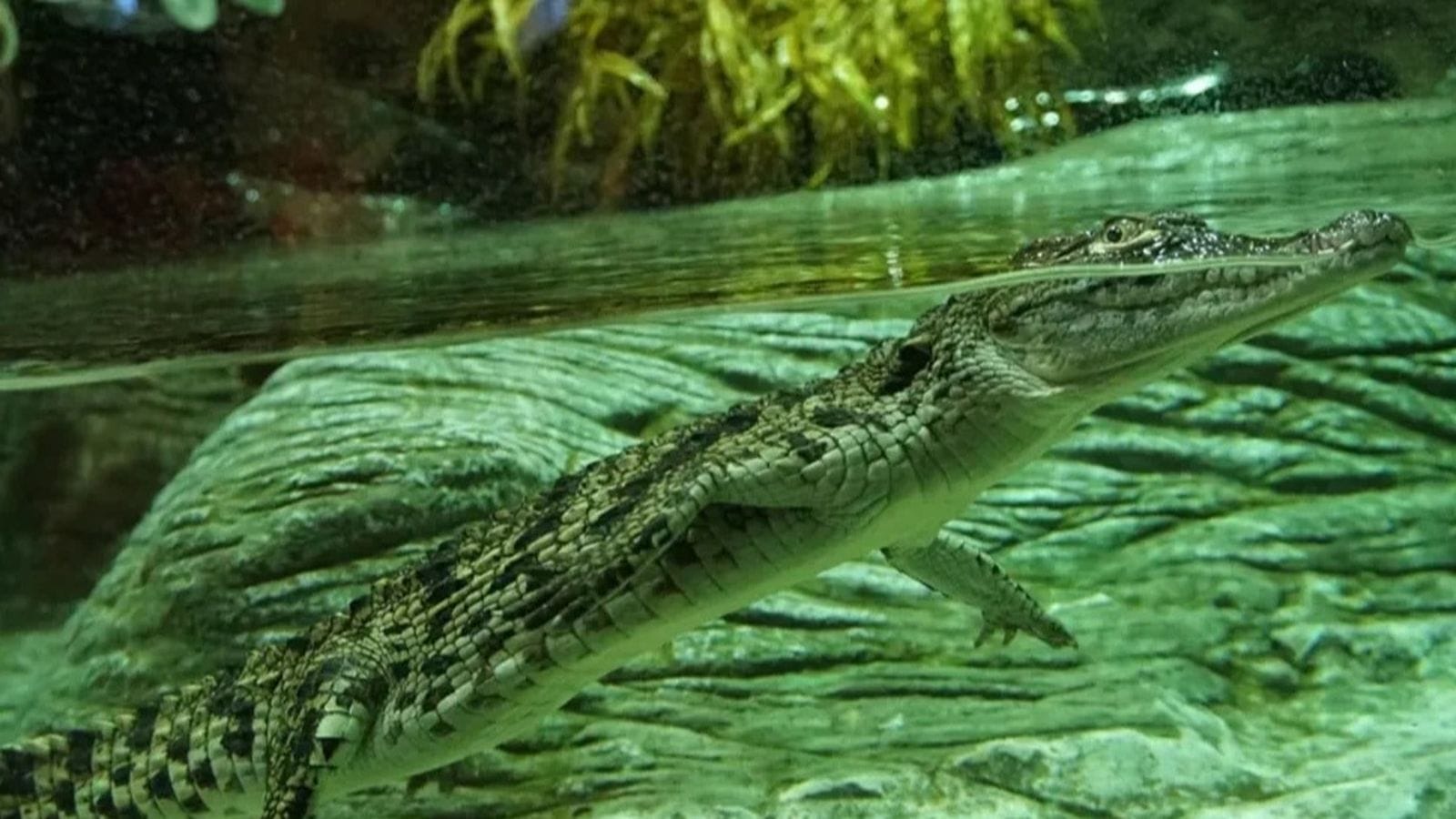 Actividad especial por el Día del Agua: Agua y biodiversidad