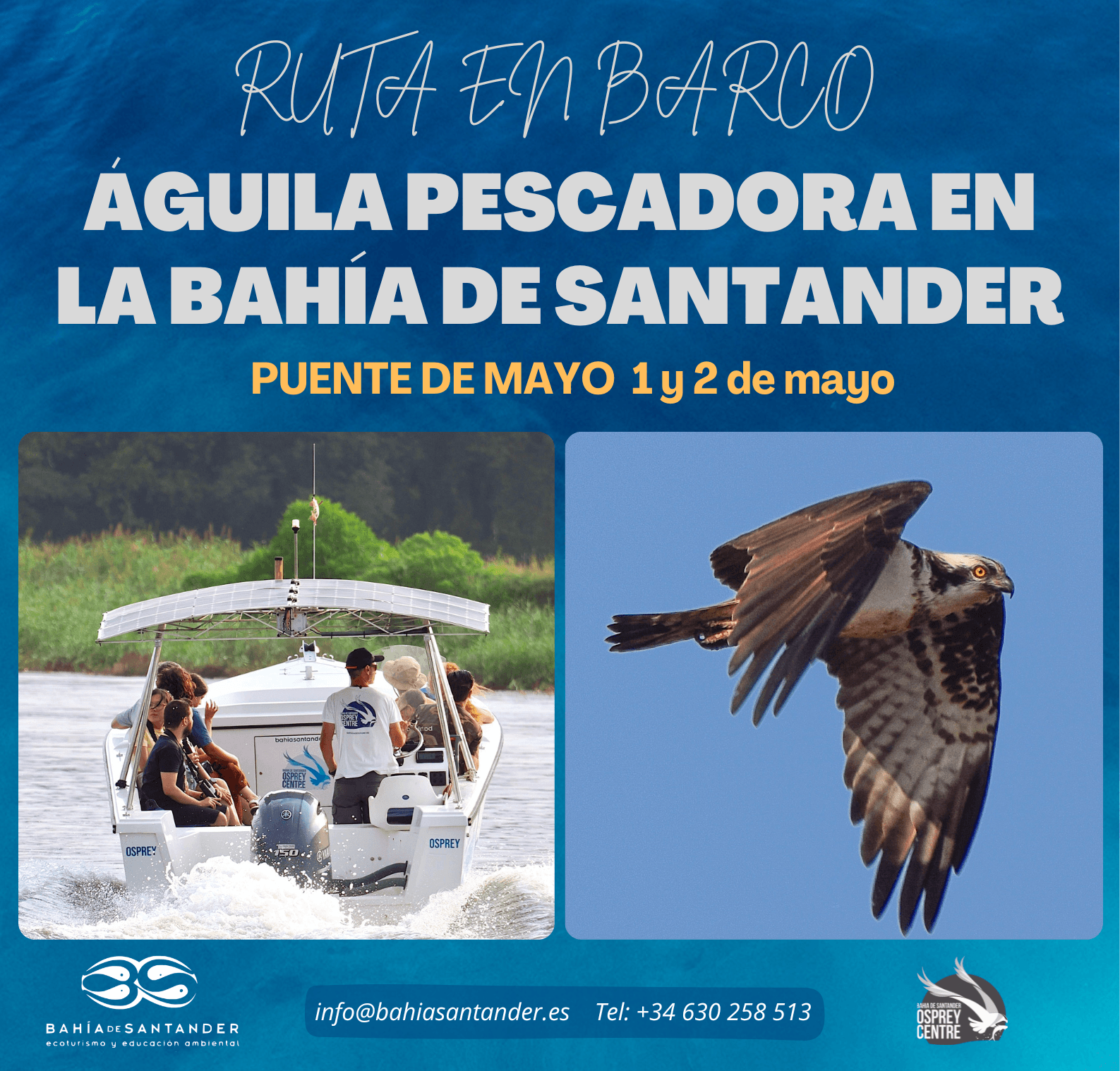Ruta en barco Águila pescadora en la Bahía de Santander