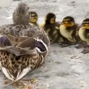 Salburua y sus aves en familia