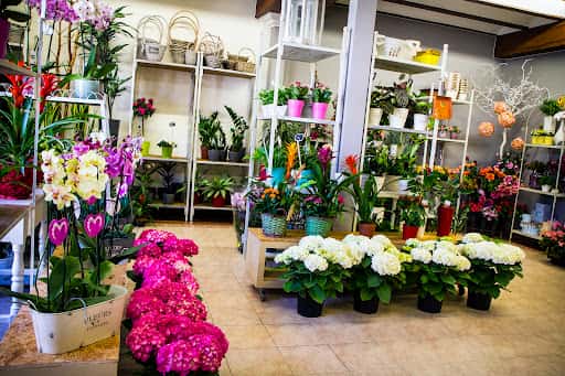 Floristería El Palau: plantas exóticas y terrarios en Paterna