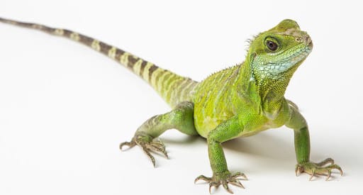 Rep Tylers: reptiles y animales exóticos en Brighton
