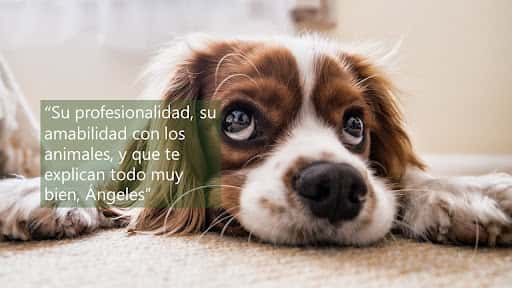 Centre Veterinari de Cornellà: salud para tu mascota