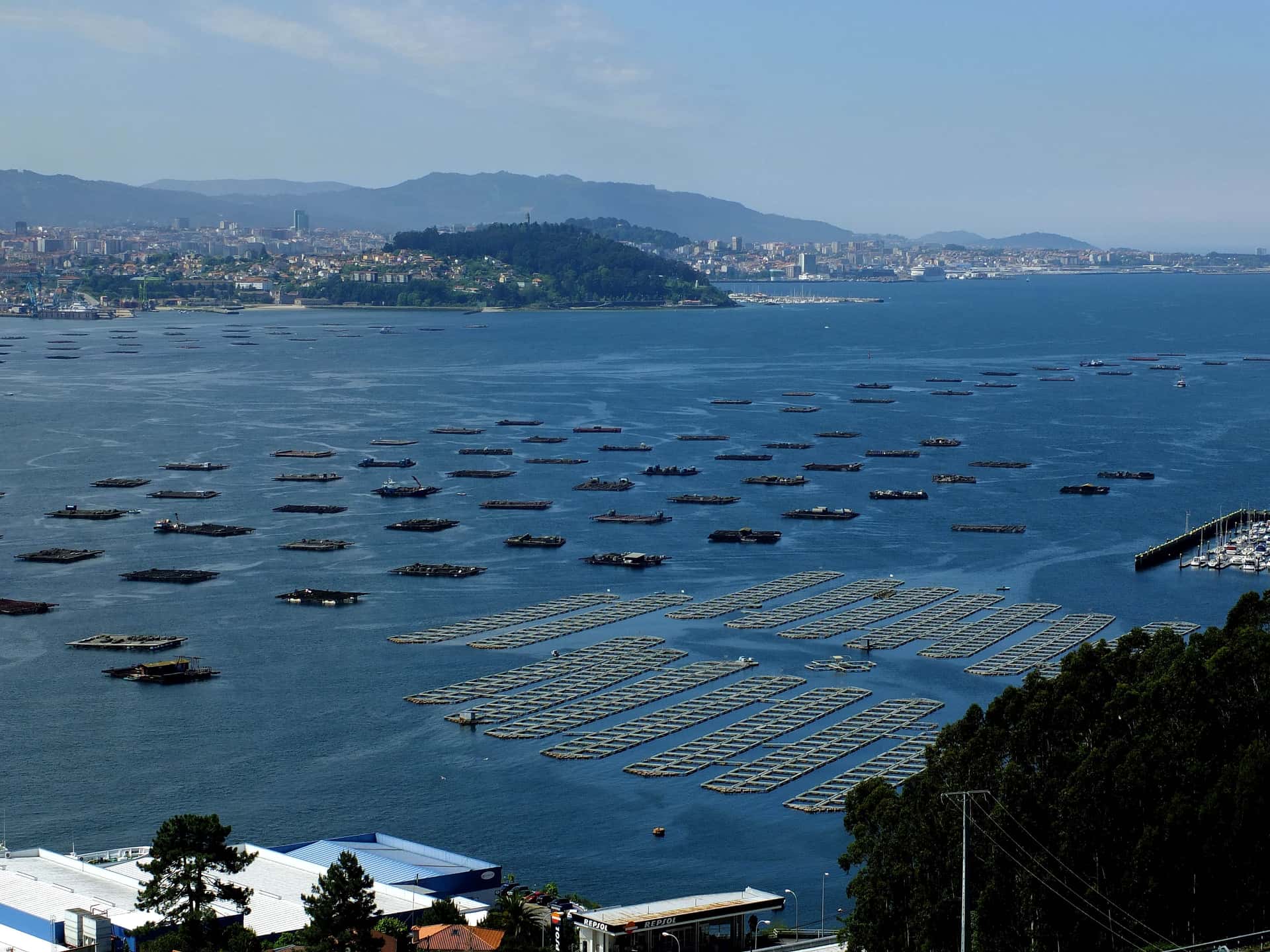 El regreso de las traiñeiras a la ría de Vigo