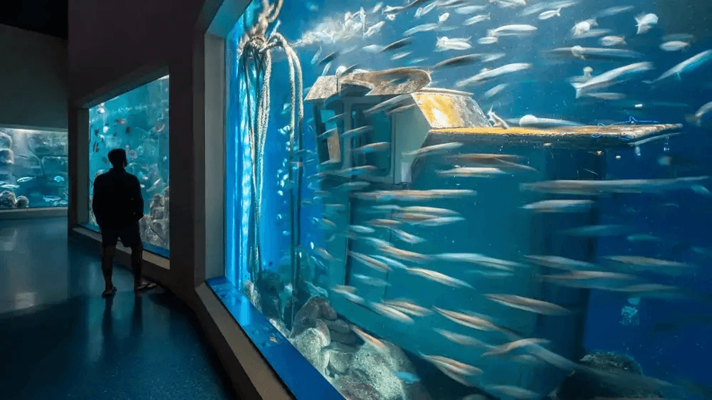 Durmiendo con tiburones: una noche en el Aquarium