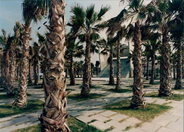 La Plaza de las Palmeras se ilumina con Palm Lights