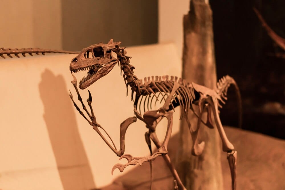 驴Realmente extintos? Dinosaurios ter贸podos y la transici贸n hacia las aves
