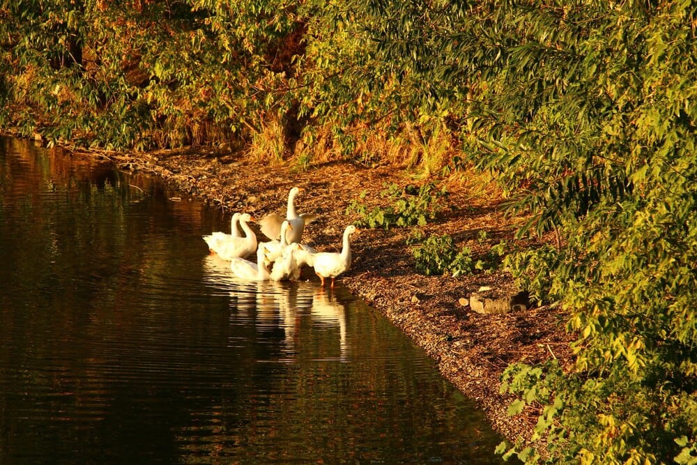 Recorrido naturalístico: Salburua y sus aves