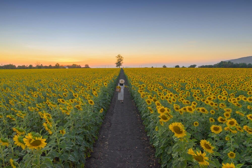 Ruta de los girasoles en Sevilla: dónde ver los campos