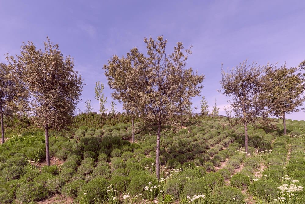 Nuevos árboles singulares en el Campo de San Francisco