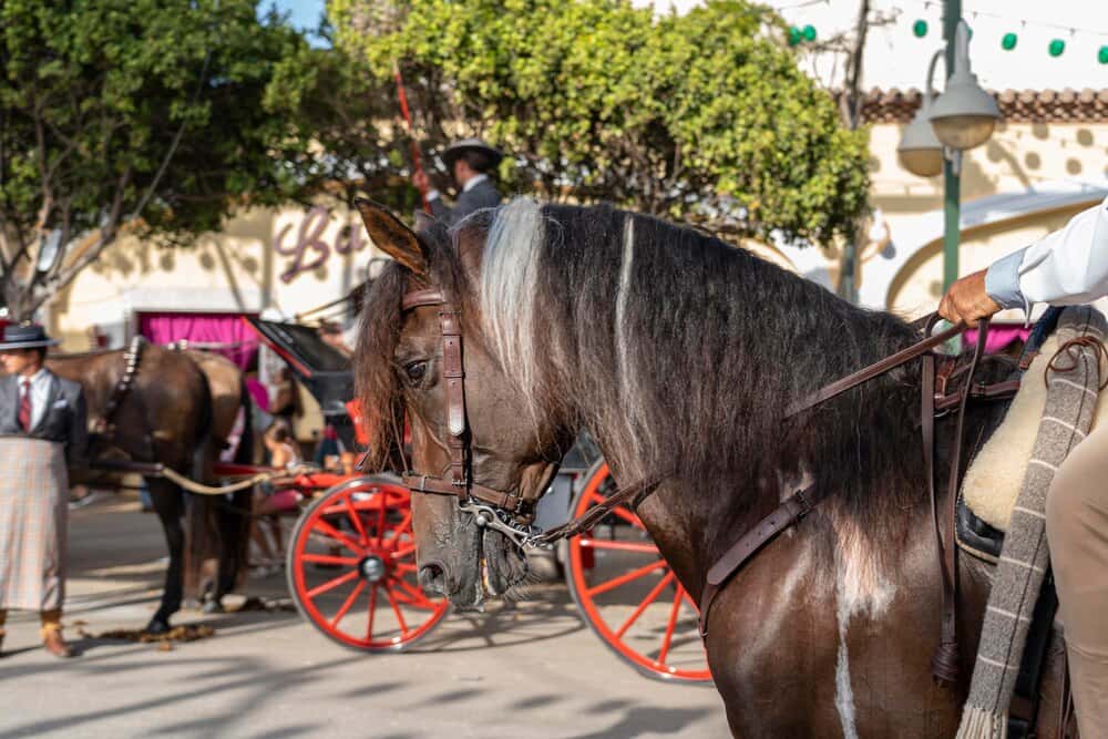La romería de Santiago de Gáldar: carretas y tradición