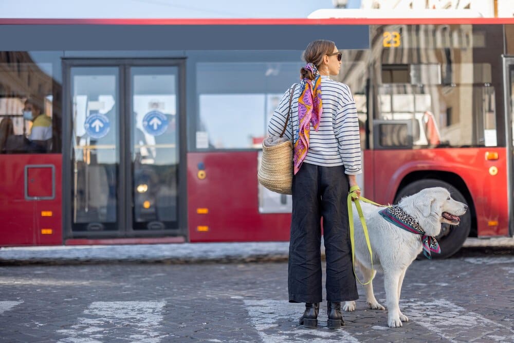 Planes dog-friendly en Oviedo en transporte público