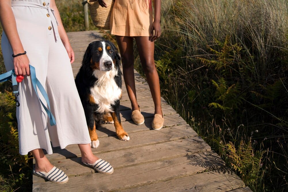 Paws on the Promenade: Brighton's New Summer Dog Festival