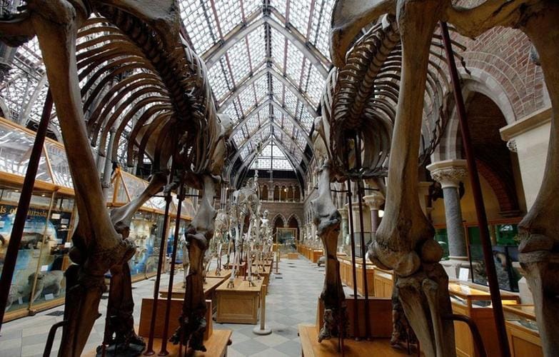 Mini-Museum Explorers: Life beneath the waves